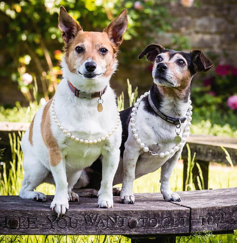 Duchess of Cornwall's dogs 